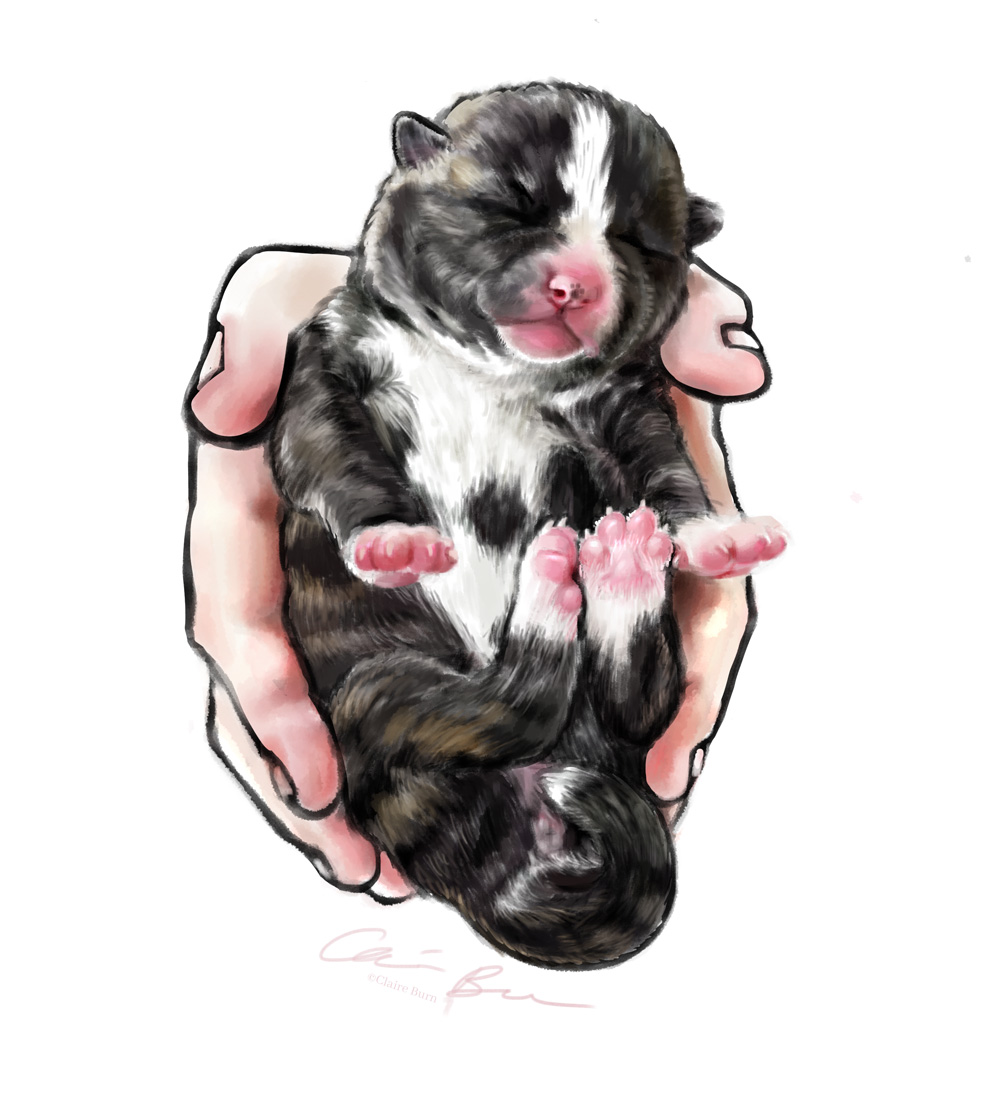 Very young puppy cradled in a person's hands